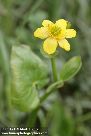 Caltha palustris var. palustris (C. asarifolia)