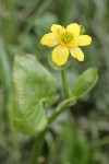 Yellow Marsh Marigold blossom