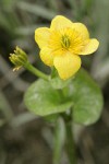 Yellow Marsh Marigold blossom