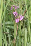 Dark-throated Shooting Star blossoms among sedge & rush foliage