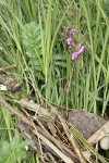 Dark-throated Shooting Star blossoms among sedge & rush foliage