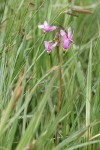 Dark-throated Shooting Star blossoms among sedge & rush foliage