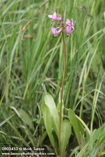 Dodecatheon pulchellum ssp. pulchellum (D. pauciflorum)