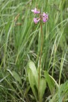 Dark-throated Shooting Star