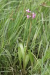 Dark-throated Shooting Star