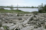 Beach logs at edge of wet meadow along Fraser River