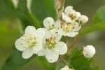 Pacific Crabapple blossoms detail