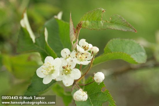 Malus fusca