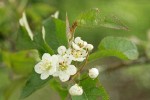 Pacific Crabapple blossoms & foliage