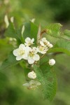 Pacific Crabapple blossoms & foliage