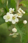 Pacific Crabapple blossoms