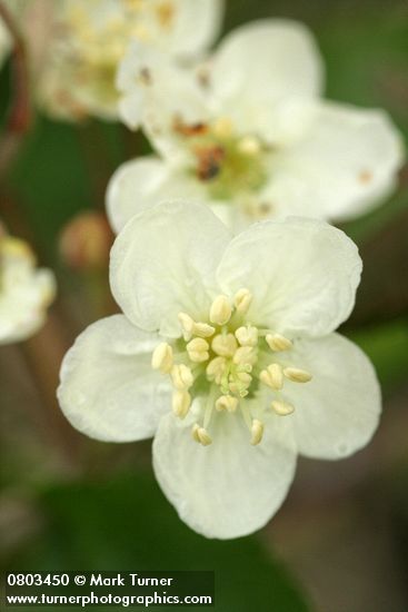 Malus fusca