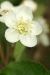 Pacific Crabapple blossom detail