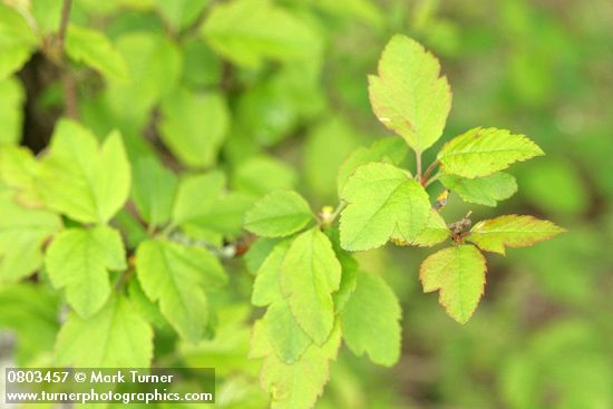 Malus fusca