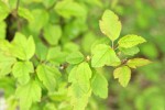 Pacific Crabapple young foliage