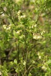 Velvetleaf Huckleberry