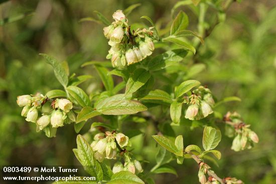 Vaccinium myrtilloides