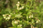 Velvetleaf Huckleberry blossoms & foliage