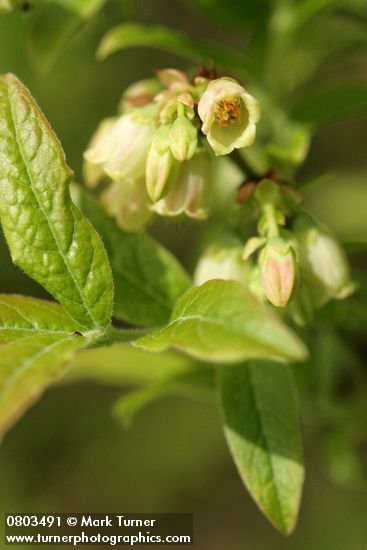 Vaccinium myrtilloides