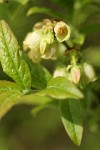 Velvetleaf Huckleberry blossoms & foliage detail