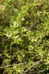 Velvetleaf Huckleberry