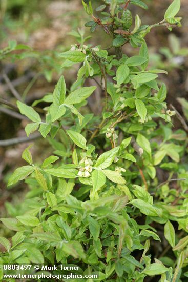 Vaccinium myrtilloides