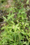 Velvetleaf Huckleberry