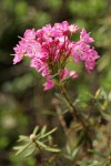 Bog Laurel