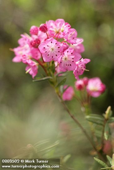 Kalmia microphylla