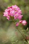 Bog Laurel