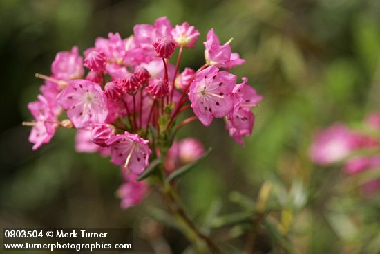 Kalmia microphylla