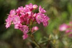 Bog Laurel blossoms