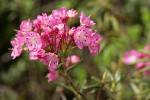 Bog Laurel blossoms