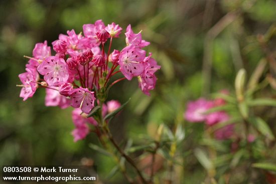 Kalmia microphylla