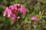 Bog Laurel