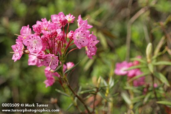 Kalmia microphylla