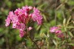 Bog Laurel