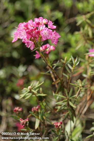 Kalmia microphylla