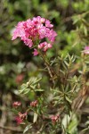 Bog Laurel