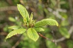 Cascara new spring foliage