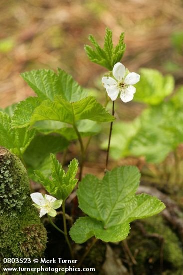 Rubus chamaemorus