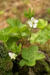 Cloudberry