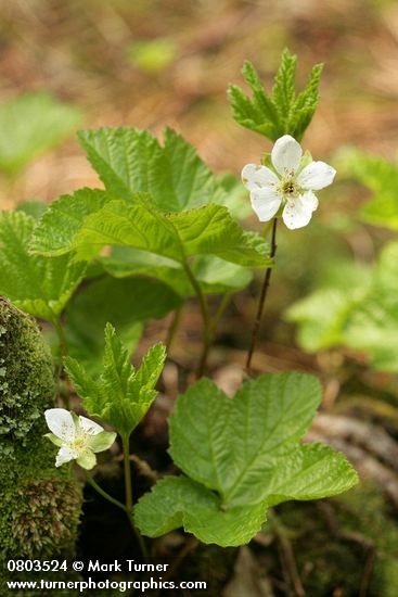 Rubus chamaemorus