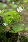 Cloudberry