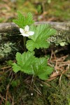 Cloudberry