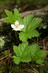 Cloudberry