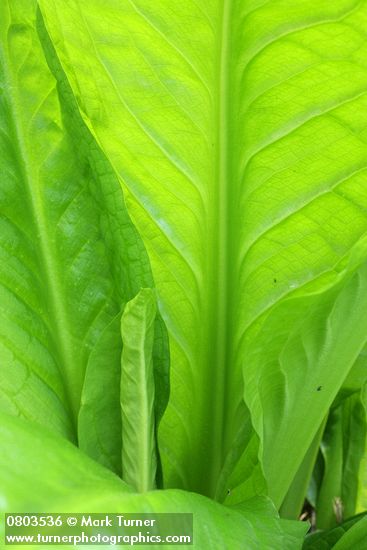 Lysichiton americanus