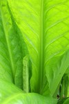 Skunk Cabbage foliage