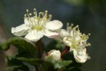 Pacific Crabapple blossoms detail