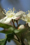 Pacific Crabapple blossom detail